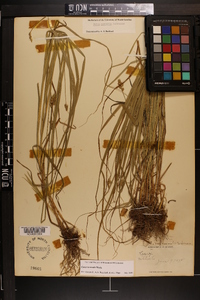 Carex normalis image