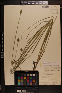 Carex normalis image