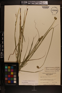 Carex normalis image