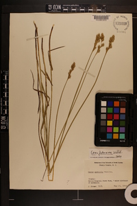 Carex festucacea image