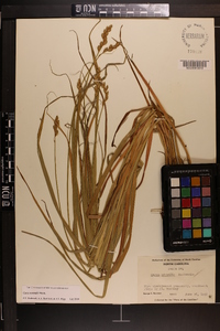 Carex normalis image