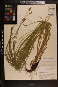 Carex normalis image