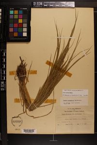 Carex normalis image