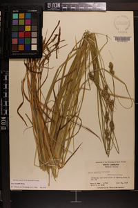 Carex normalis image