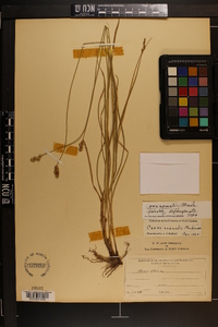 Carex normalis image