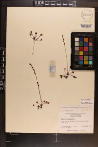 Drosera rotundifolia var. rotundifolia image