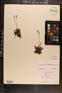 Drosera rotundifolia var. rotundifolia image