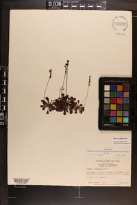 Drosera capillaris image