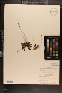 Drosera capillaris image