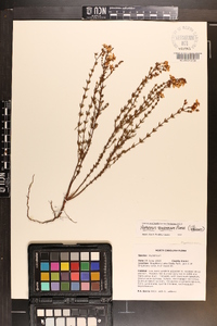 Hypericum piriai image