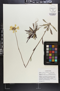 Helenium brevifolium image