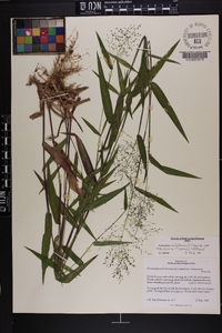 Dichanthelium dichotomum var. ramulosum image