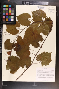 Vitis rotundifolia image