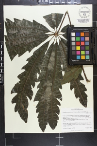 Schefflera actinophylla image