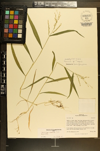 Urochloa ramosa image