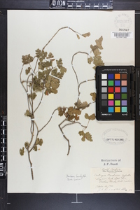 Crataegus marshallii image