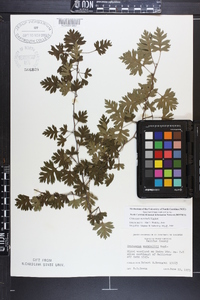 Crataegus marshallii image