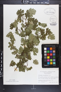 Crataegus marshallii image