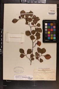 Image of Crataegus raleighensis