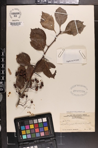 Crataegus denaria image