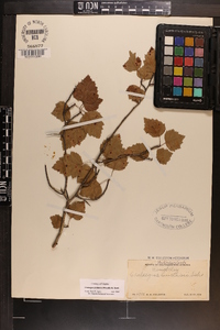 Crataegus pruinosa image