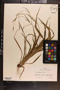 Carex radfordii image