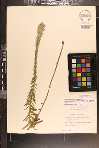 Liatris elegans image