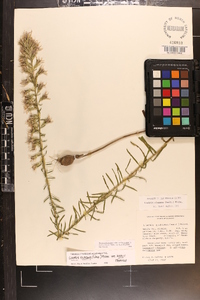 Liatris elegans var. kralii image