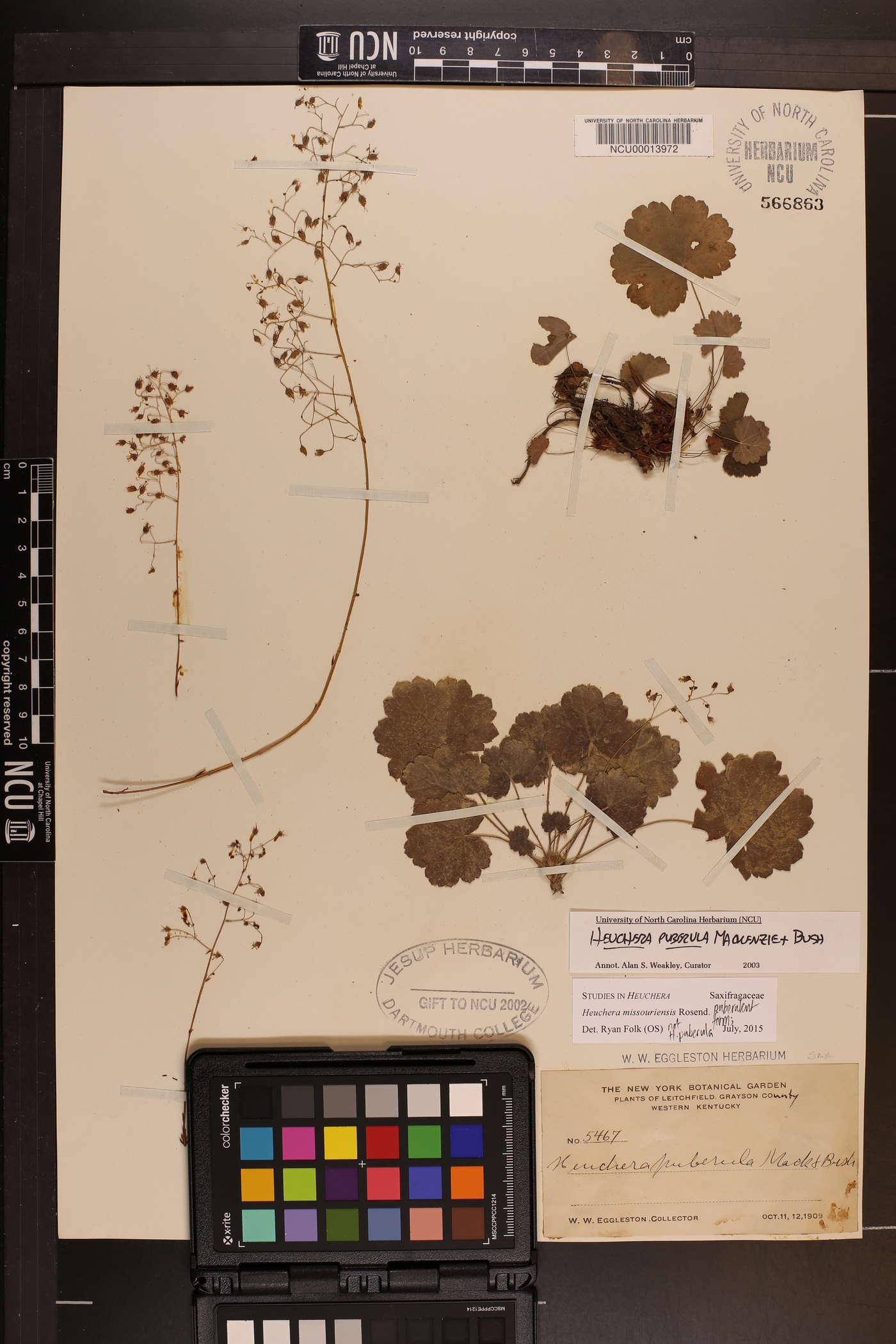 Heuchera missouriensis image