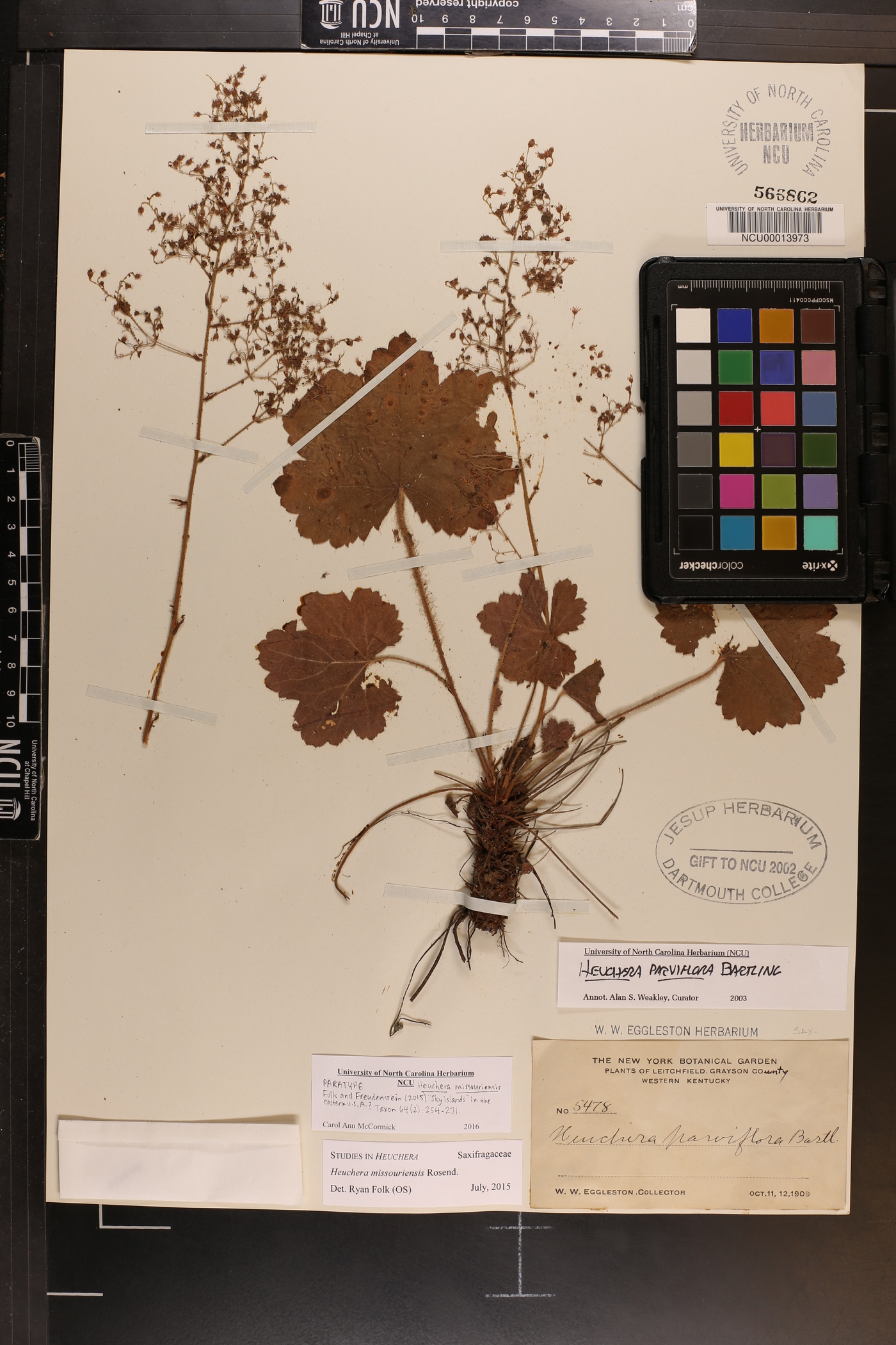 Heuchera missouriensis image