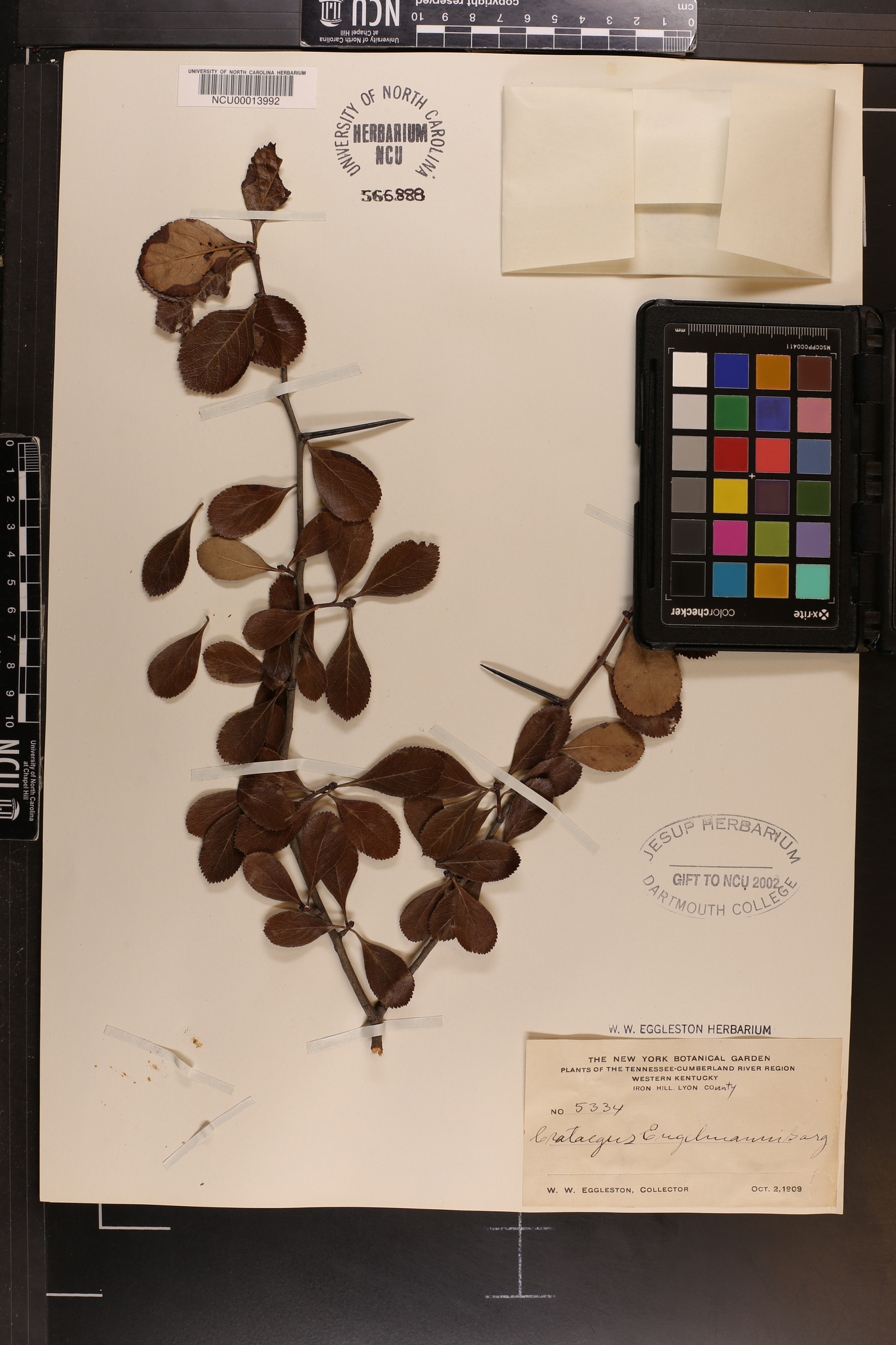 Crataegus engelmannii image