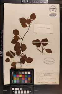 Crataegus ovata image