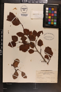 Crataegus ovata image