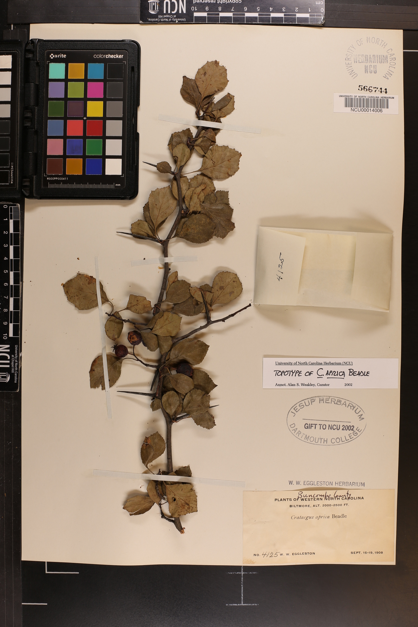 Crataegus aprica image