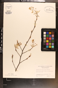 Amelanchier spicata image