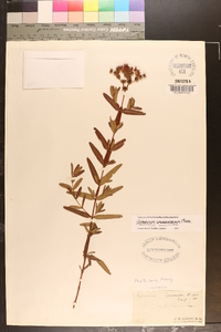 Hypericum sphaerocarpum image