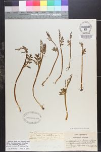 Botrychium matricariifolium image