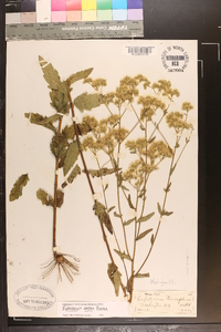 Eupatorium vaseyi image