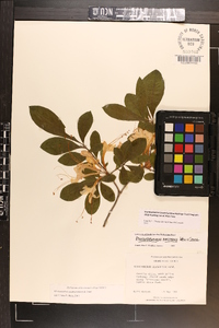 Rhododendron alabamense image