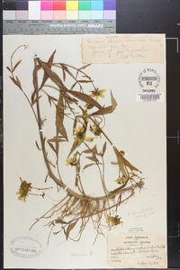 Bidens laevis image