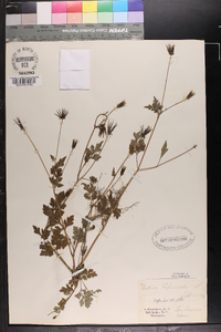 Bidens bipinnata image