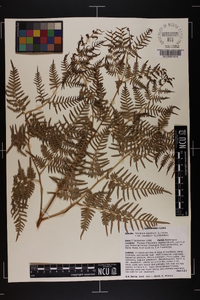 Pteridium aquilinum var. caudatum image