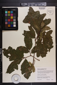 Quercus austrina image