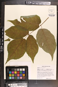 Aralia racemosa image