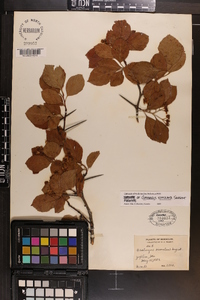 Crataegus simulata image