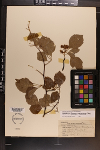 Crataegus macauleyae image