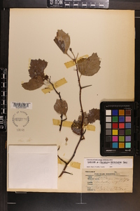 Crataegus macauleyae image