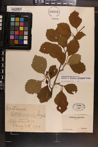 Crataegus lettermanii image