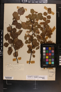 Crataegus consanguinea image