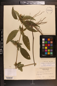 Ruellia caroliniensis image